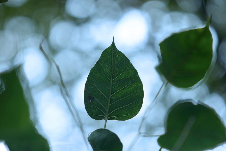 Cuatro Fundamentos de la Atención y la Meditación de Introspección