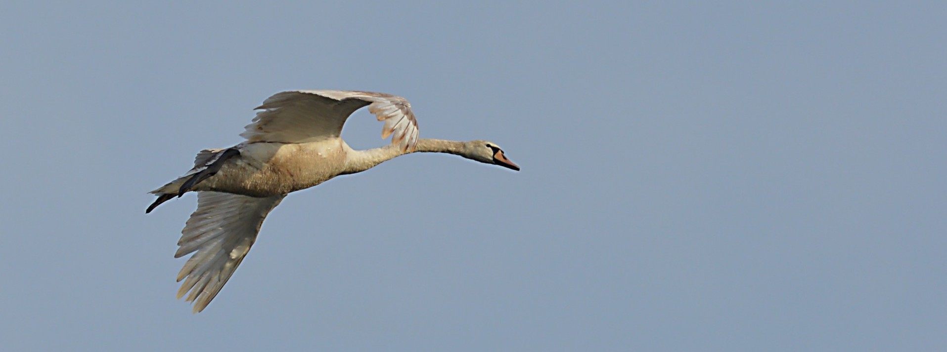 Cisne volando. Foto: Dominio Público