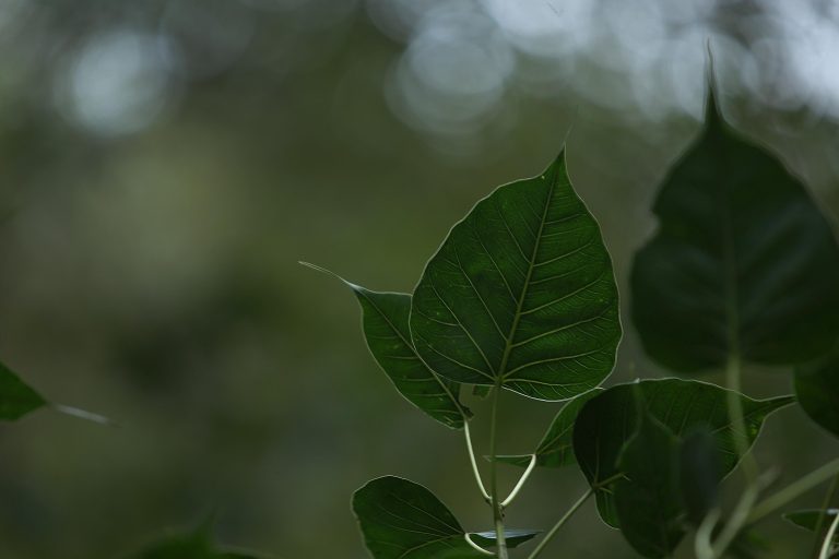 El ideal del bodhisatta en el buddhismo theravada